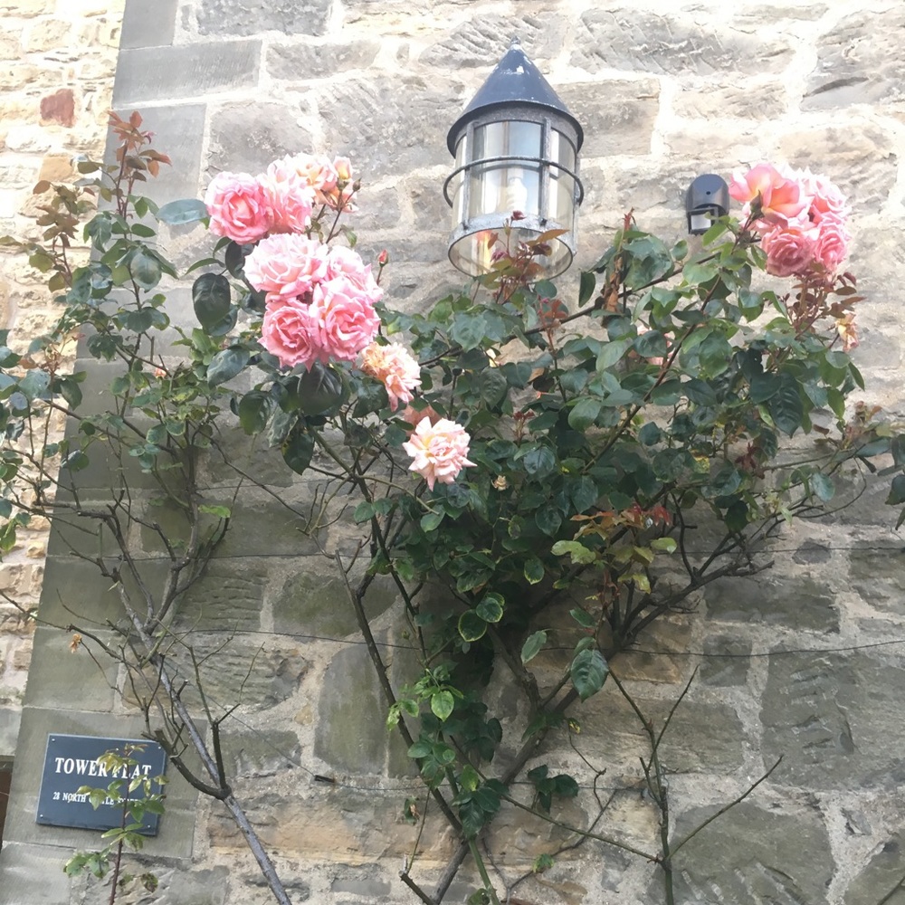 Meet your Posher, MaryAnne